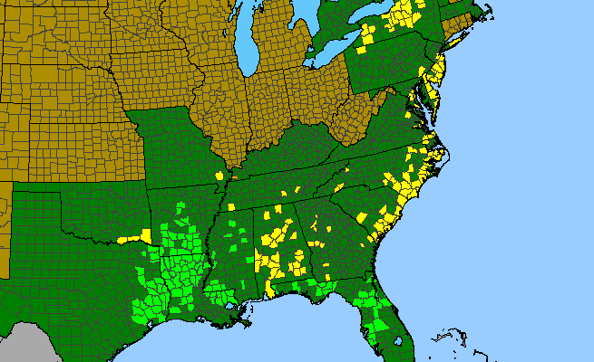 The range of Listera australis
